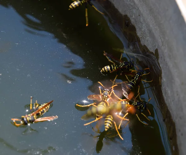 Eşek arıları Polistes su içer. Eşek arıları tavadan su içer, yüzer.
