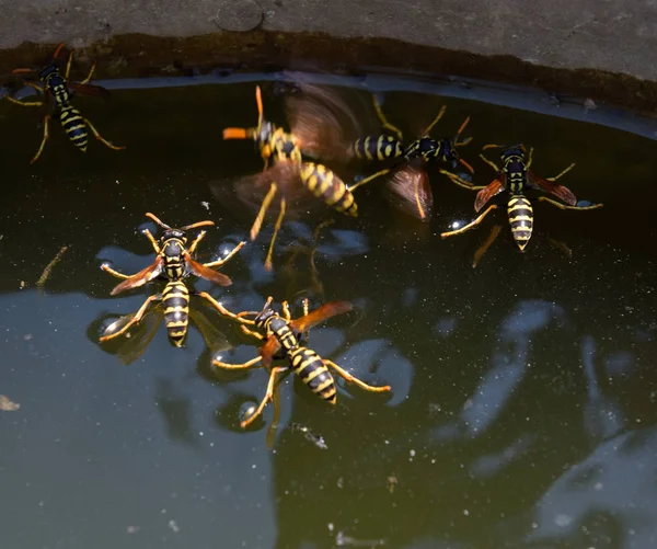 Wasps Polistes pić wodę. Osy pić wodę z patelni, pływać — Zdjęcie stockowe