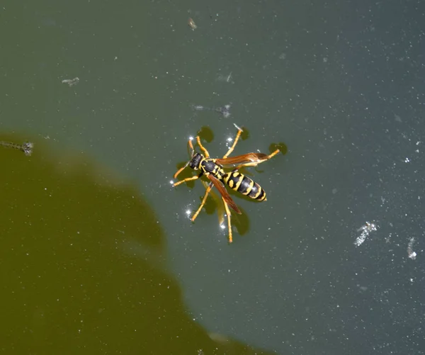 黄蜂波利斯喝水。黄蜂从锅里喝水，游泳 — 图库照片