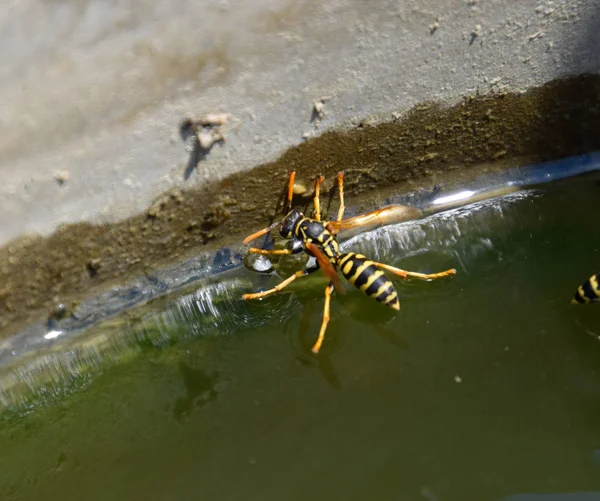 Eşek arıları Polistes su içer. Eşek arıları tavadan su içer, yüzer. — Stok fotoğraf