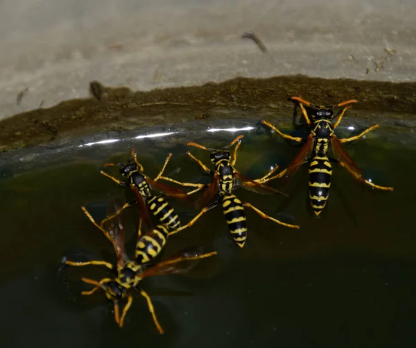 Eşek arıları Polistes su içer. Eşek arıları tavadan su içer, yüzer.