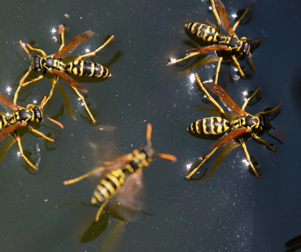 Wasps Polistes pić wodę. Osy pić wodę z patelni, pływać — Zdjęcie stockowe