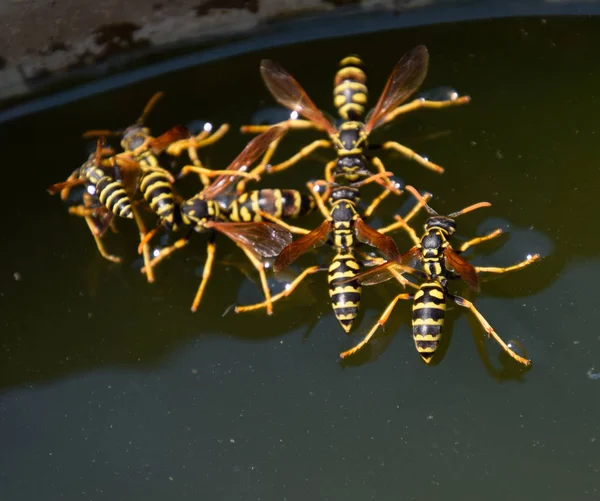 Wasps Polistes drink water. Wasps drink water from the pan, swim — Stock Photo, Image