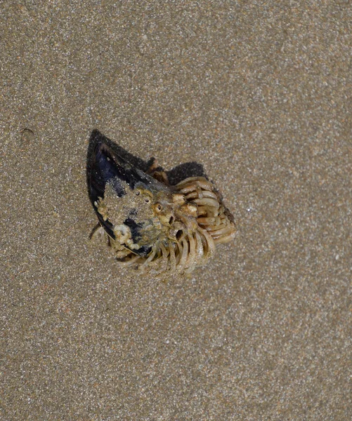 Anemi kabuk kabuk deniz polipler.