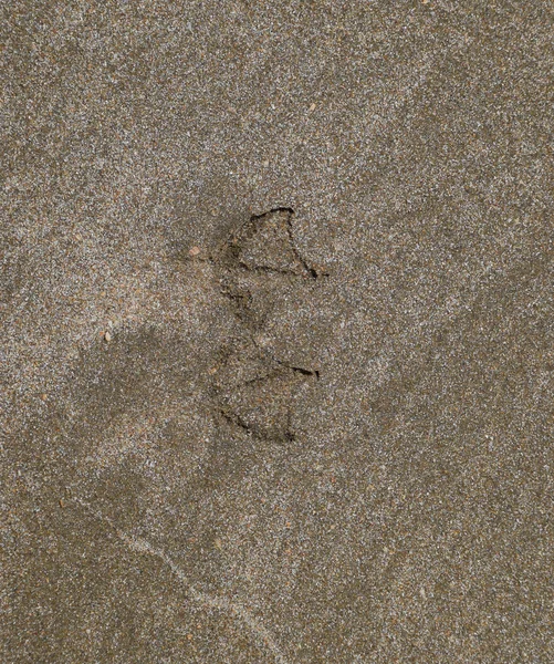 Traces d'une mouette sur le sable au bord de la mer — Photo