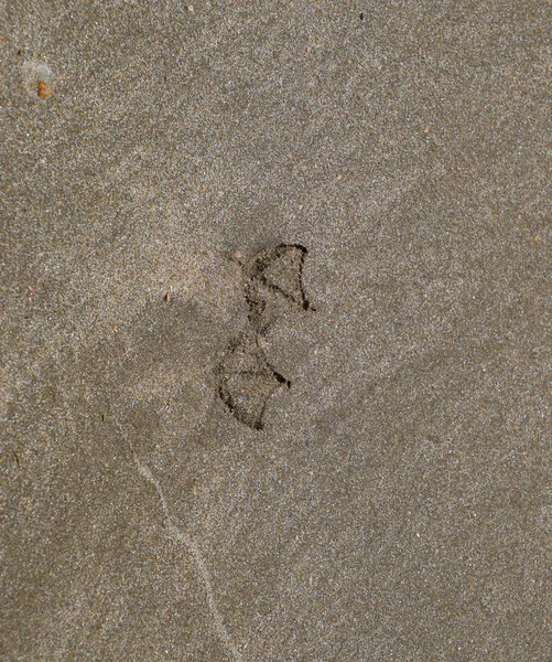 Сліди чайки на піску біля моря — стокове фото