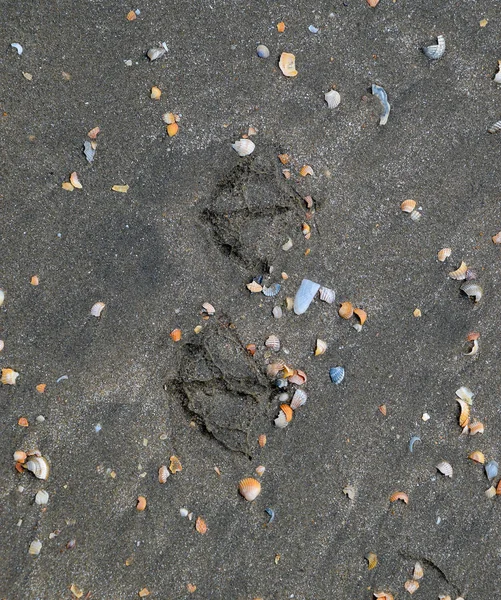 Kum deniz üzerinde bir martı izleri