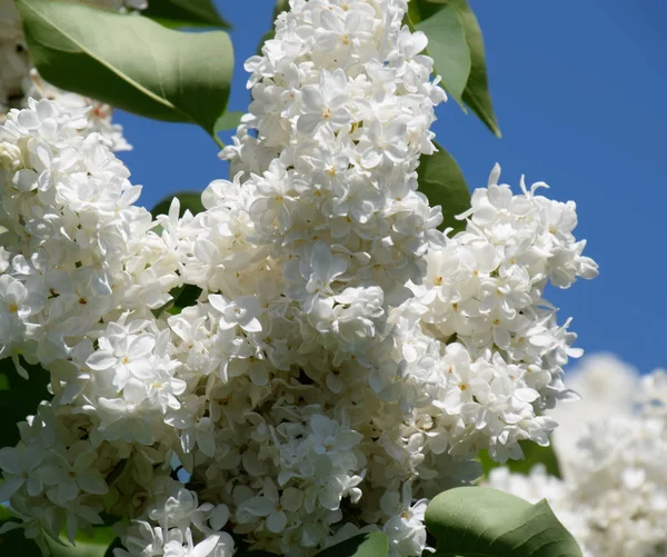 White Lilac. Beautiful purple lilac flowers outdoors. — Stock Photo, Image