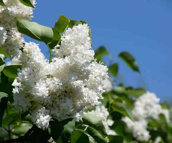 White Lilac. Beautiful purple lilac flowers outdoors. — Stock Photo, Image