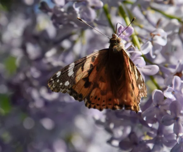 Eruzione cutanea della farfalla sui colori lilla. Orticaria a farfalla . — Foto Stock