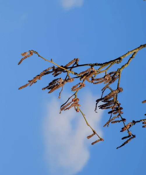 銀色のポプラを咲かせます。春のシルバーポプラの木。ポプラ — ストック写真