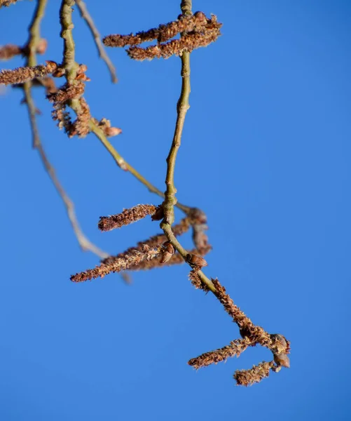 Choupo de prata em flor. Árvore de álamo de prata na primavera. Choupo — Fotografia de Stock