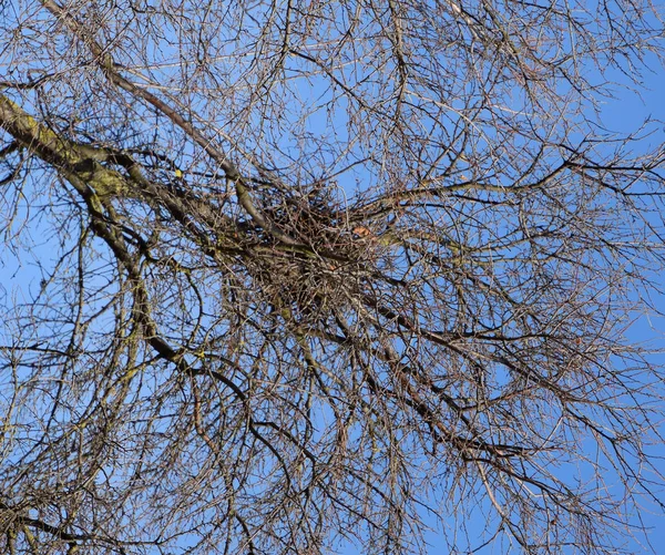 チェリー プラムの枝に鳥の巣。太い枝は、巣を守るため. — ストック写真