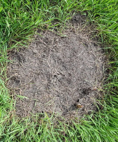 Formigas comuns em um formigueiro — Fotografia de Stock