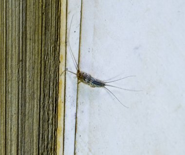 Haşere kitaplar ve Gazeteler. Kağıt üzerinde - gümüş balık besleme böcek