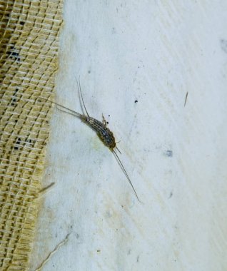 Haşere kitaplar ve Gazeteler. Kağıt üzerinde - gümüş balık besleme böcek