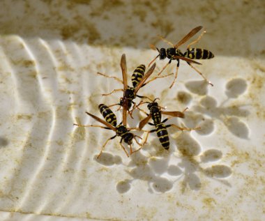 Eşek arıları Polistes su içmek