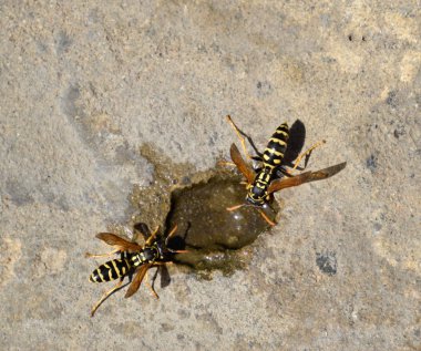 Eşek arıları Polistes su içmek