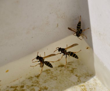 Eşek arıları Polistes su içmek