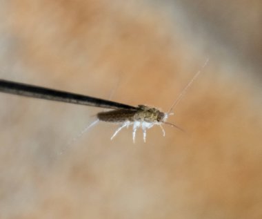 İğnenin üstündeki gümüş balığı. Haşere kitapları ve gazeteleri. Kağıt üzerinde böcek besleme - gümüş balığı