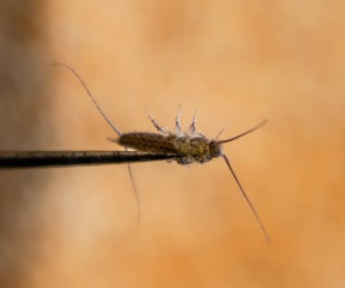 İğnenin üstündeki gümüş balığı. Haşere kitapları ve gazeteleri. Kağıt üzerinde böcek besleme - gümüş balığı