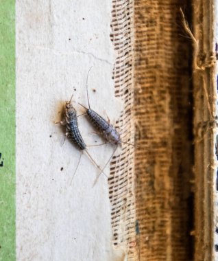 Haşere kitaplar ve Gazeteler. Kağıt üzerinde - gümüş balık, lepisma besleme böcek