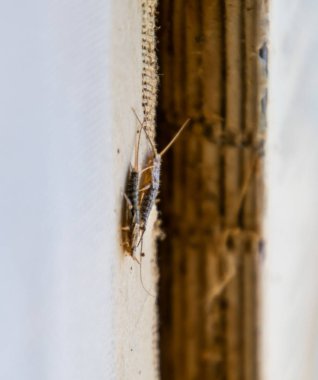 Haşere kitaplar ve Gazeteler. Kağıt üzerinde - gümüş balık, lepisma besleme böcek