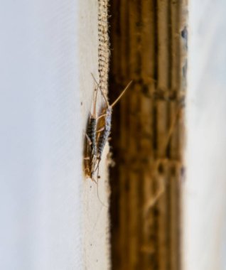 Haşere kitaplar ve Gazeteler. Kağıt üzerinde - gümüş balık, lepisma besleme böcek