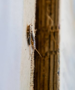 Haşere kitaplar ve Gazeteler. Kağıt üzerinde - gümüş balık, lepisma besleme böcek