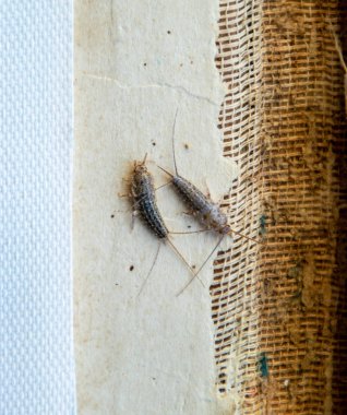 Haşere kitaplar ve Gazeteler. Kağıt üzerinde - gümüş balık, lepisma besleme böcek