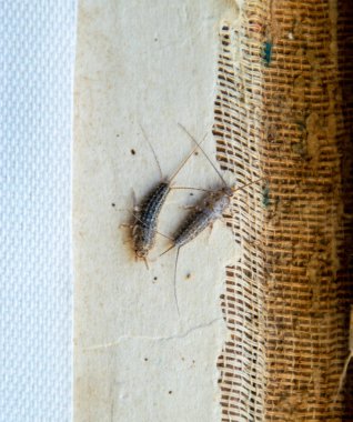 Haşere kitaplar ve Gazeteler. Kağıt üzerinde - gümüş balık, lepisma besleme böcek