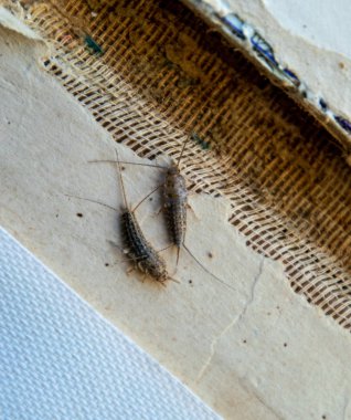 Haşere kitaplar ve Gazeteler. Kağıt üzerinde - gümüş balık, lepisma besleme böcek