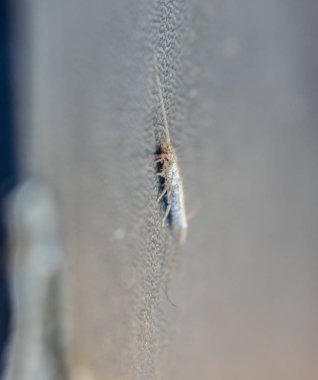 eski bir kitabın parçalanmış kapağında lepisma. Haşere kitapları ve gazeteleri. Kağıt üzerinde böcek besleme - gümüş balığı, lepisma