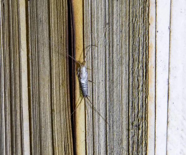 Škůdce knihy a noviny. Hmyz, krmení na papíře - rybenky — Stock fotografie