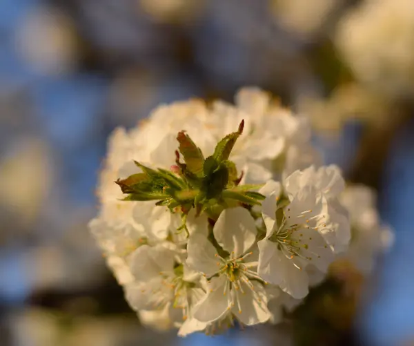 Prunus avium klen. Třešňové květy na stromě — Stock fotografie