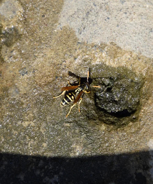 Wasps Polistes пьют воду — стоковое фото
