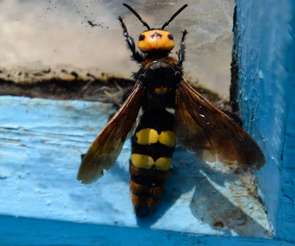 Megascolia maculata. Mamuta osy. — Zdjęcie stockowe