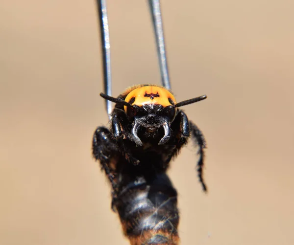 Megascolia maculata. La vespa mammut . — Foto Stock