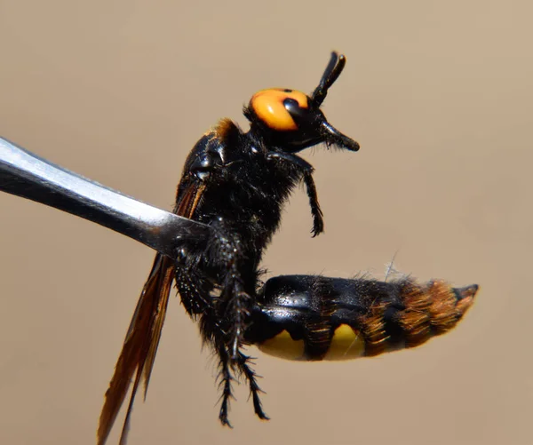 Megascolia maculata. A vespa mamute . — Fotografia de Stock