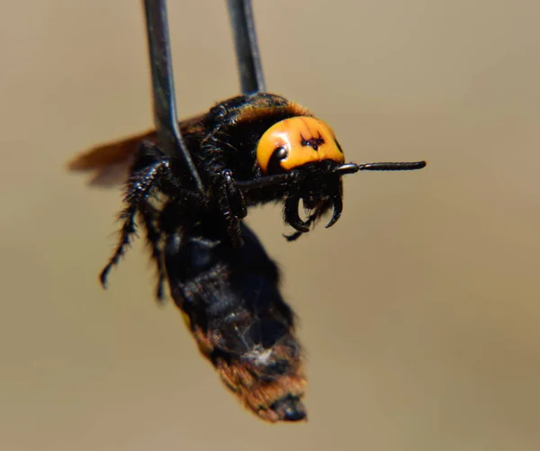 Megascolia maculata. The mammoth wasp. — Stock Photo, Image