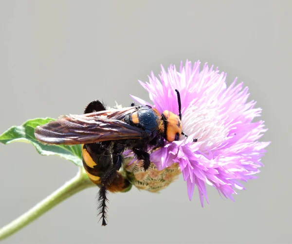 Megascolia maculata. The mammoth wasp. — Stock Photo, Image