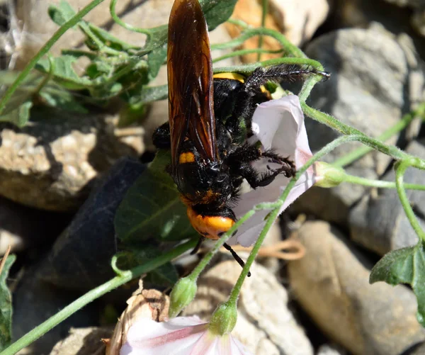 Megascolia maculata. A vespa mamute . — Fotografia de Stock