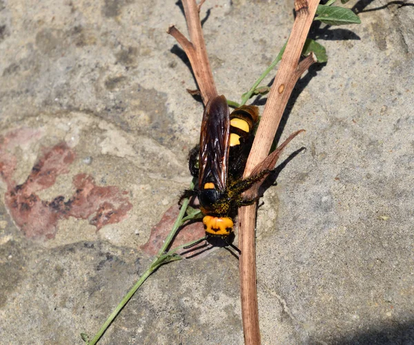 Megascolia maculata. La vespa mammut . — Foto Stock