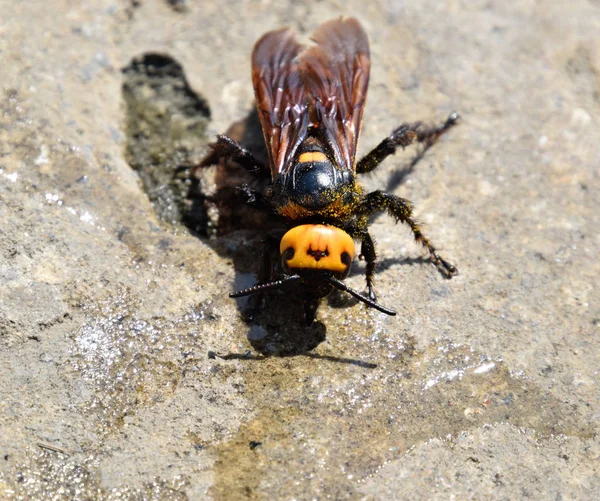 Megascolia maculata. Mamutí wasp. — Stock fotografie