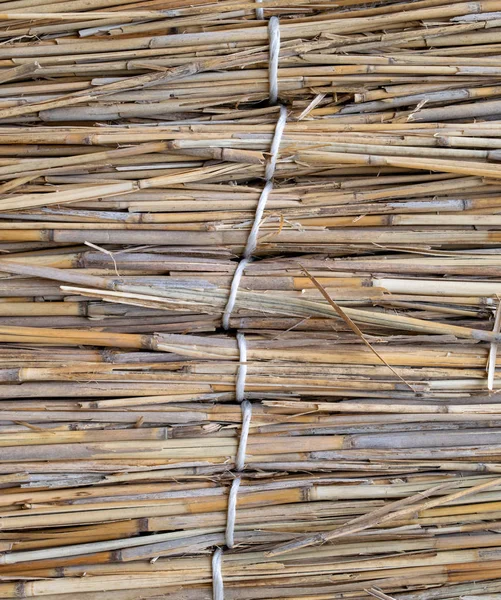 Fence of reeds. Background texture of reeds — Stock Photo, Image