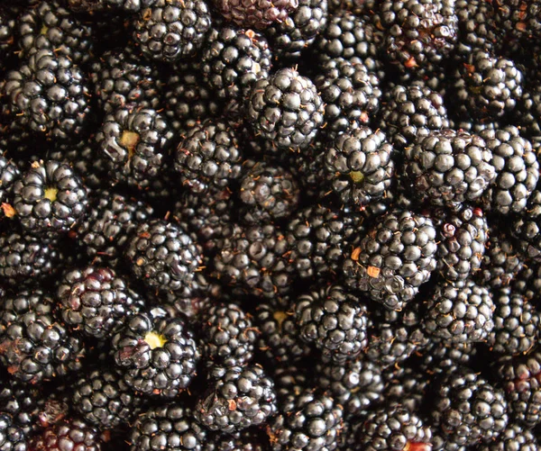 Textura de fondo de moras, bayas en la mesa — Foto de Stock