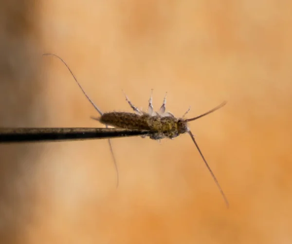 Pez plateado en una aguja. Libros de plagas y periódicos. Alimentación de insectos sobre papel - peces plateados — Foto de Stock