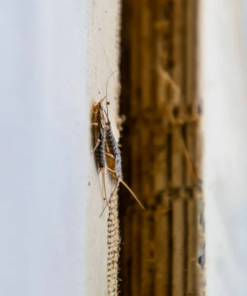 Pest books and newspapers. Insect feeding on paper - silverfish, lepisma — Stock Photo, Image