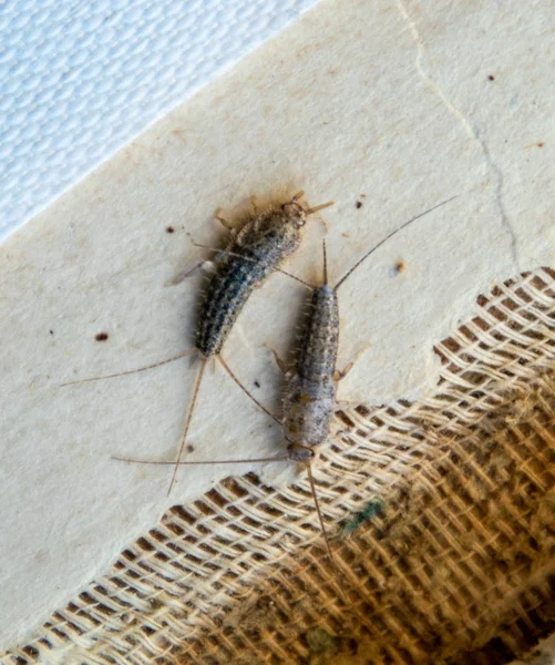 Libros de plagas y periódicos. Alimentación de insectos sobre papel - pez plateado, lepisma — Foto de Stock