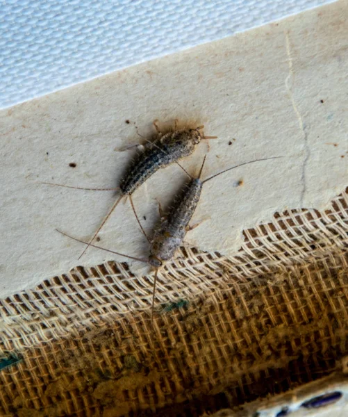 Libros de plagas y periódicos. Alimentación de insectos sobre papel - pez plateado, lepisma — Foto de Stock
